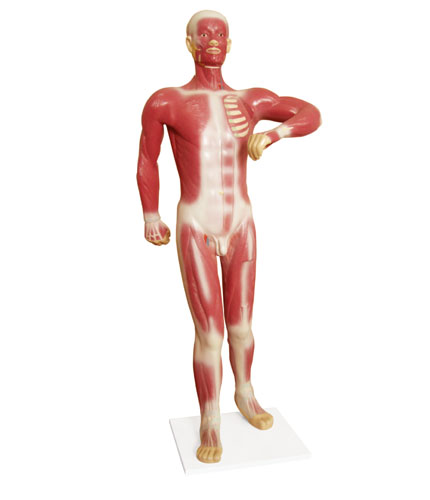 smd047人体浅层运动肌肉解剖模型